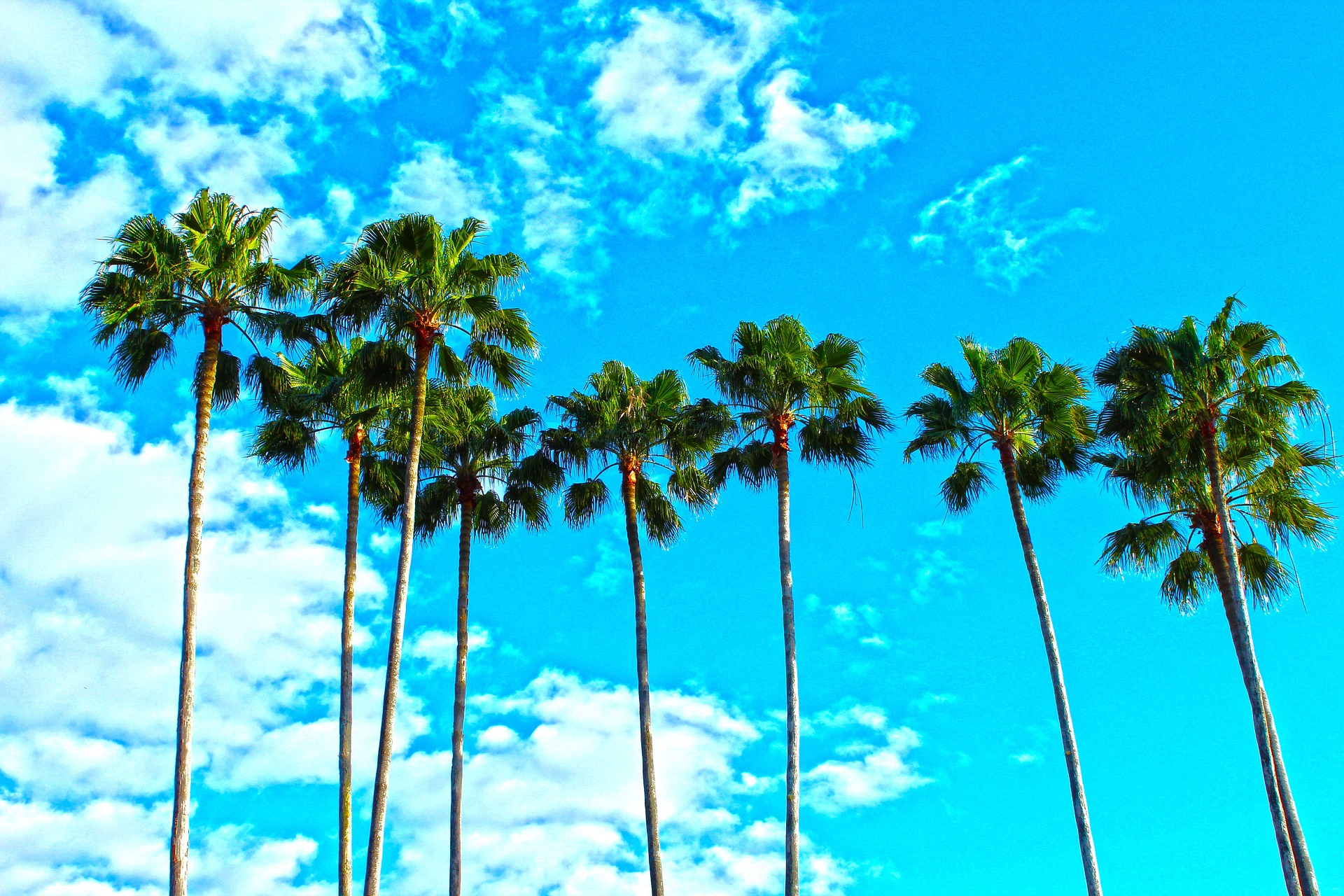 Links über Florida und Cape Coral